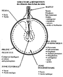 Cliquez sur l'image pour l'agrandir